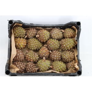 Pinea Groot X20 Crate