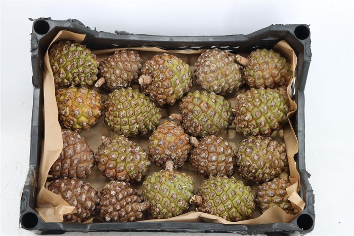 <h4>Pinea Groot X20 Crate</h4>