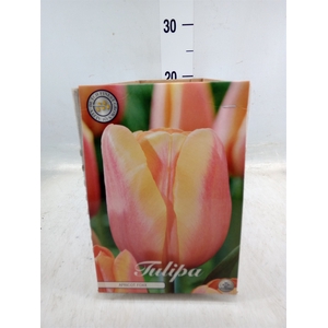 Tulipa   ...flowerbulbs