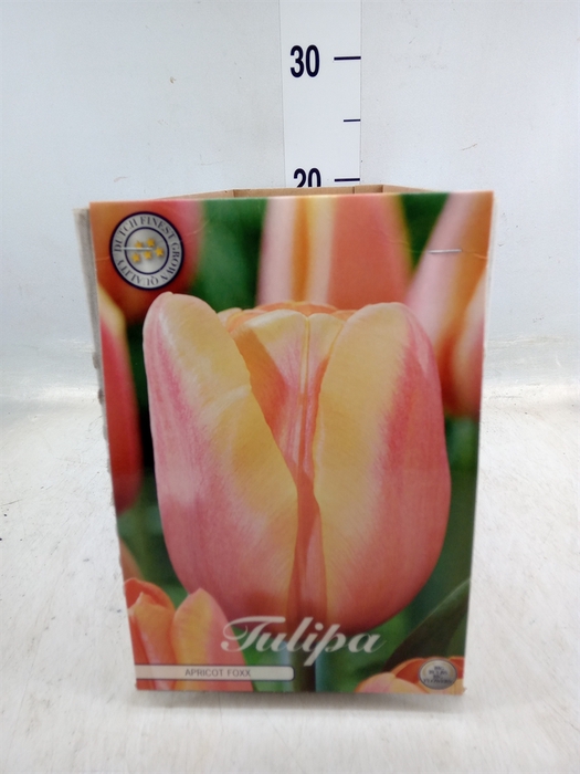 <h4>Tulipa   ...flowerbulbs</h4>