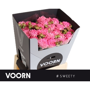 Rosa tros Sweety