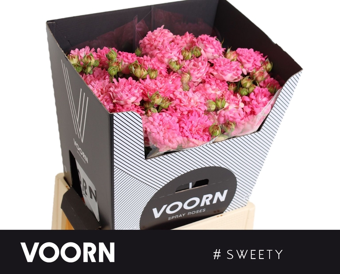 <h4>Rosa tros Sweety</h4>