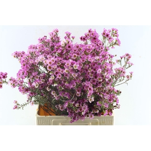 Chamelaucium Adi Pink