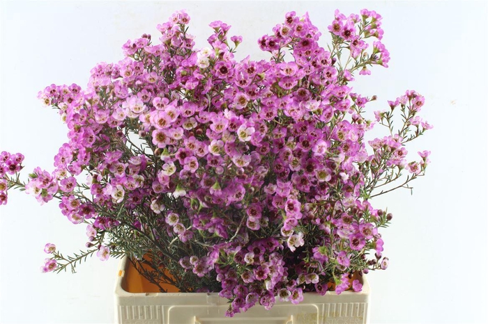 <h4>Chamelaucium Adi Pink</h4>