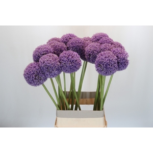 Allium Giganteum
