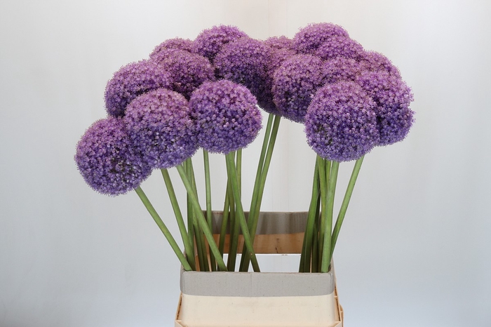<h4>Allium Giganteum</h4>