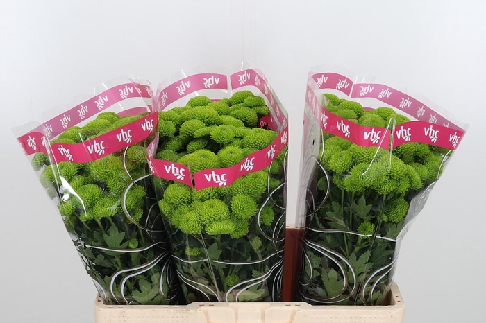 <h4>Chr S Aaa Peptalk</h4>