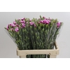Dianthus Sp Celtic