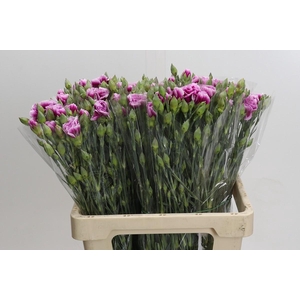 Dianthus Sp Celtic