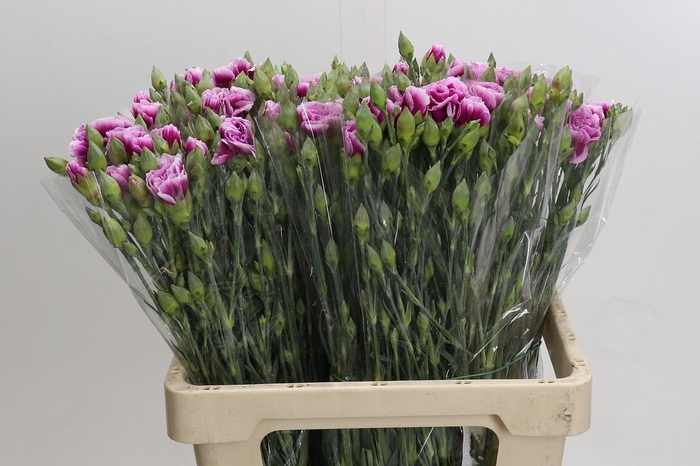 <h4>Dianthus Sp Celtic</h4>