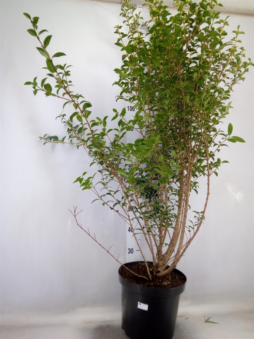 <h4>Osmanthus burkwoodii</h4>