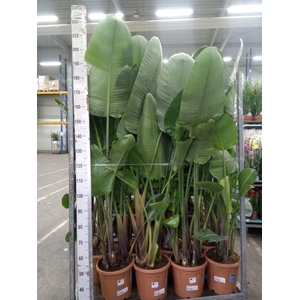 Strelitzia nicolai