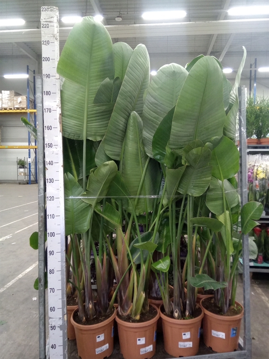 <h4>Strelitzia nicolai</h4>