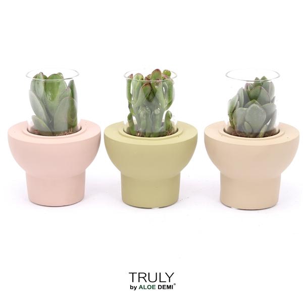 <h4>TRULY Crassula, Beaver</h4>