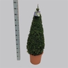 Buxus overig