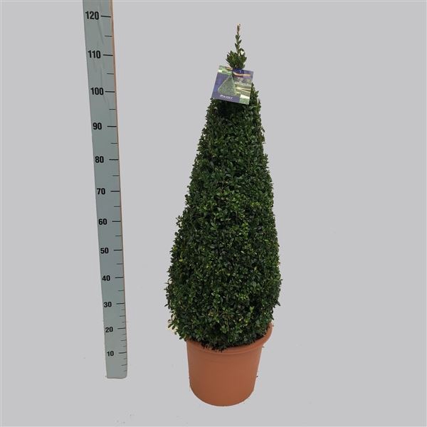 Buxus overig