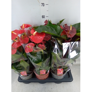 Anthurium   ...mix 4