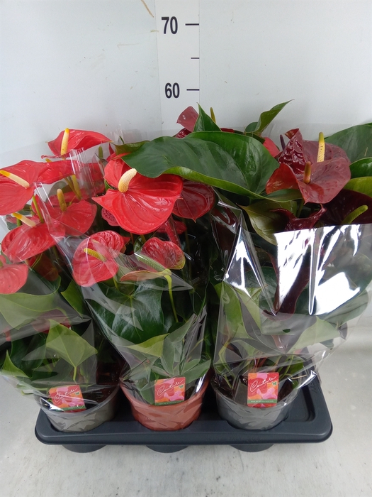 <h4>Anthurium   ...mix 4</h4>