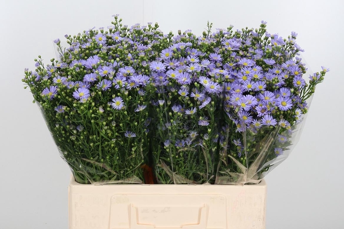 <h4>Aster Cassandra</h4>