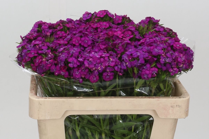 <h4>Dianthus Br Amazon Neon Purple</h4>