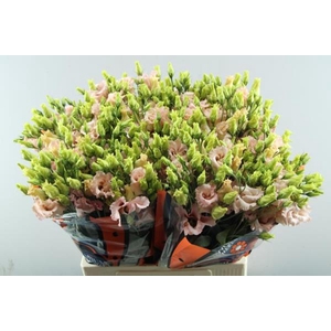 Eust E Falda Apricot