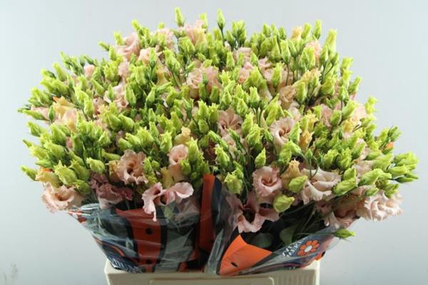 <h4>Eust E Falda Apricot</h4>