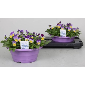 VIO CO D VIOLET BLUE