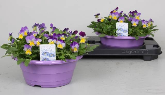 <h4>VIO CO D VIOLET BLUE</h4>