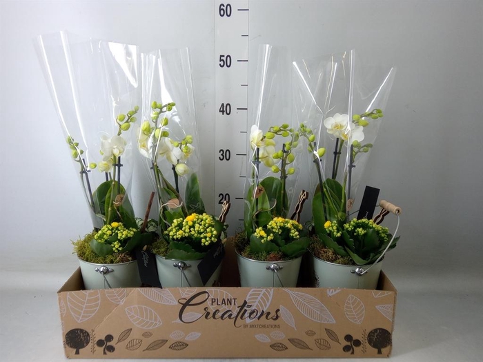 <h4>Arr.  Phalaenopsis  H%</h4>