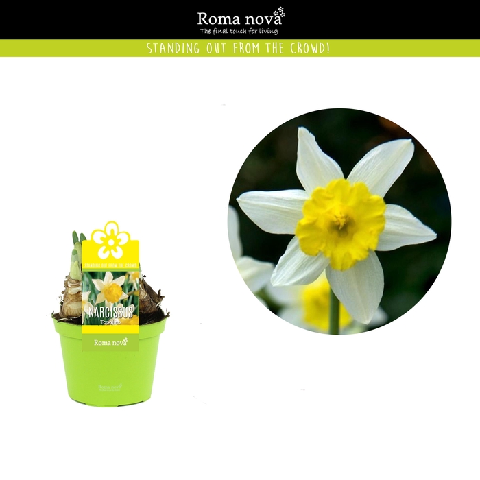 <h4>Narcissus Topolino 12cm</h4>