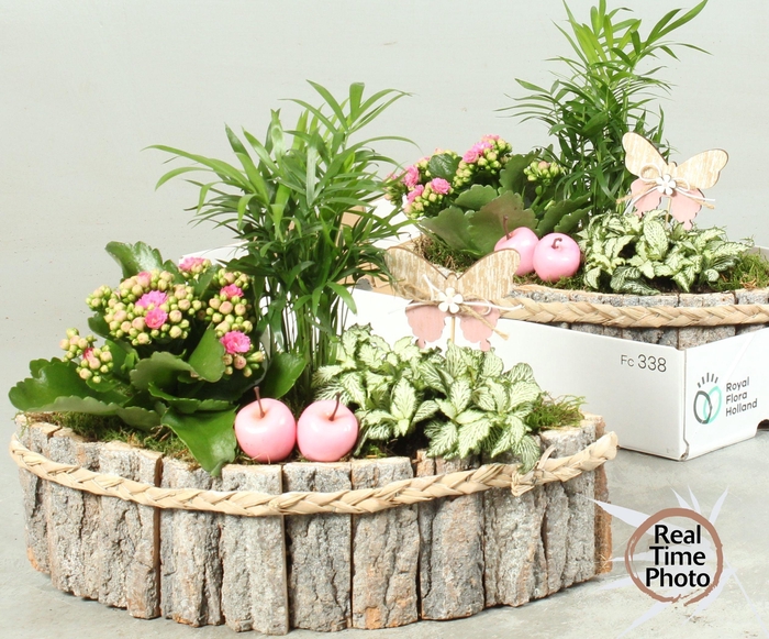 <h4>ARR KAMERPL</h4>