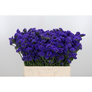 Limonium Crystal Dark Blue