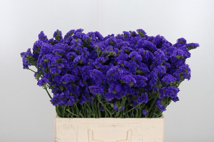 <h4>Limonium Crystal Dark Blue</h4>