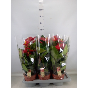 Anthurium andr. 'Tremendo'