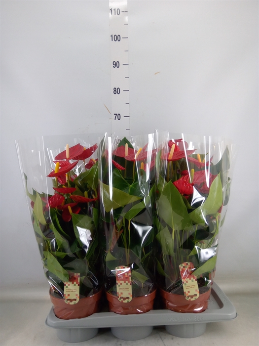 <h4>Anthurium andr. 'Tremendo'</h4>