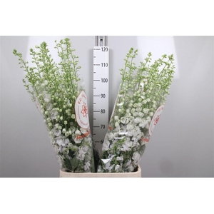 Delph Du Aurora White