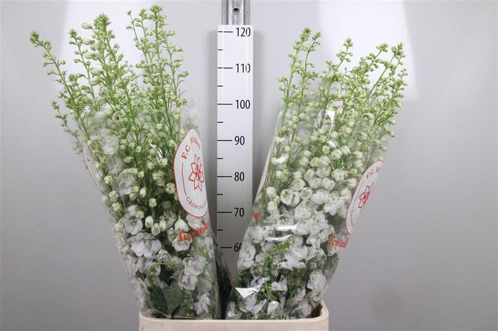 <h4>Delph Du Aurora White</h4>