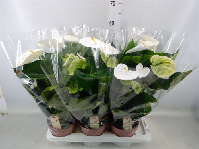 <h4>Anthurium andr. 'Alpine'</h4>