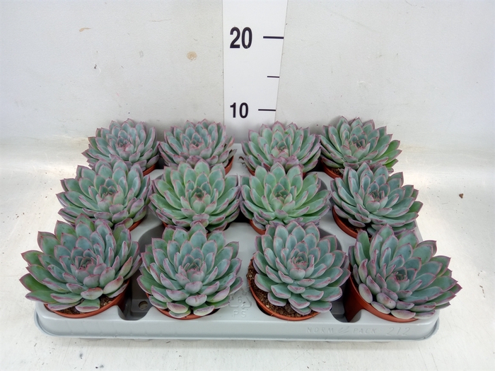 <h4>Echeveria  'Apus'</h4>