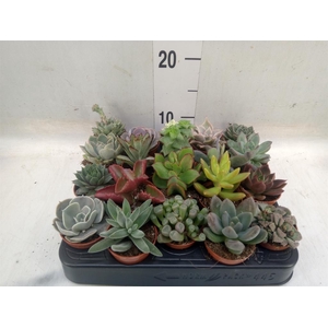 Succulents   ...