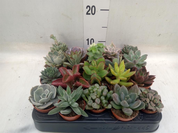 <h4>Succulents   ...</h4>