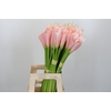 Zantedeschia Eydolls Salmon