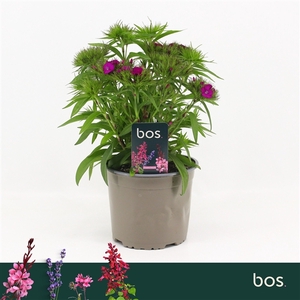 Dianthus Barbatus, Dart Purple