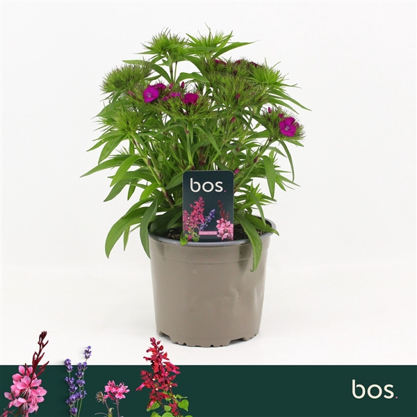 <h4>Dianthus Barbatus, Dart Purple</h4>