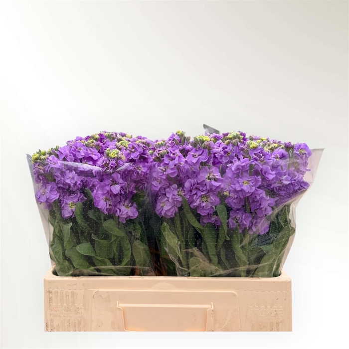 <h4>Matth Impala Lavende</h4>