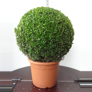 Buxus sempervirens bol 65