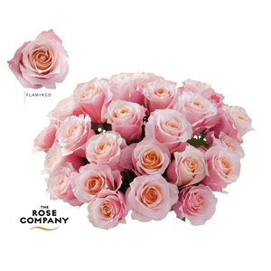Rosa Ec Flamingo