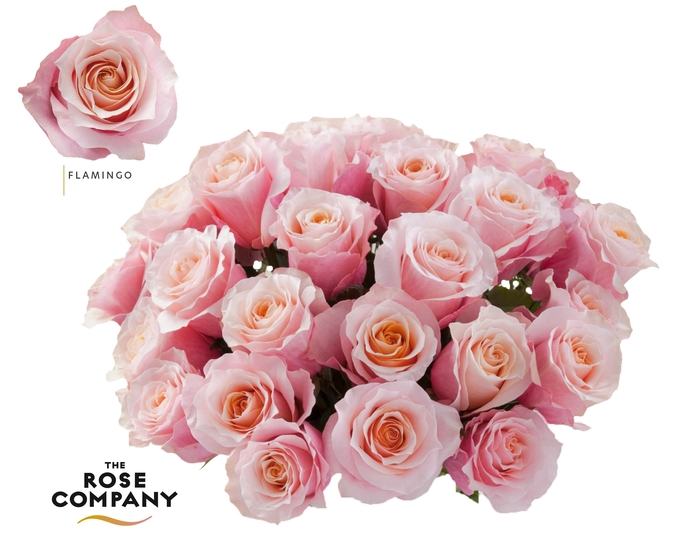 <h4>Rosa Ec Flamingo</h4>