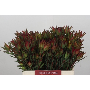 Leucadendron Blush Spray