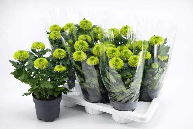 <h4>CHRYS FP GREEN</h4>